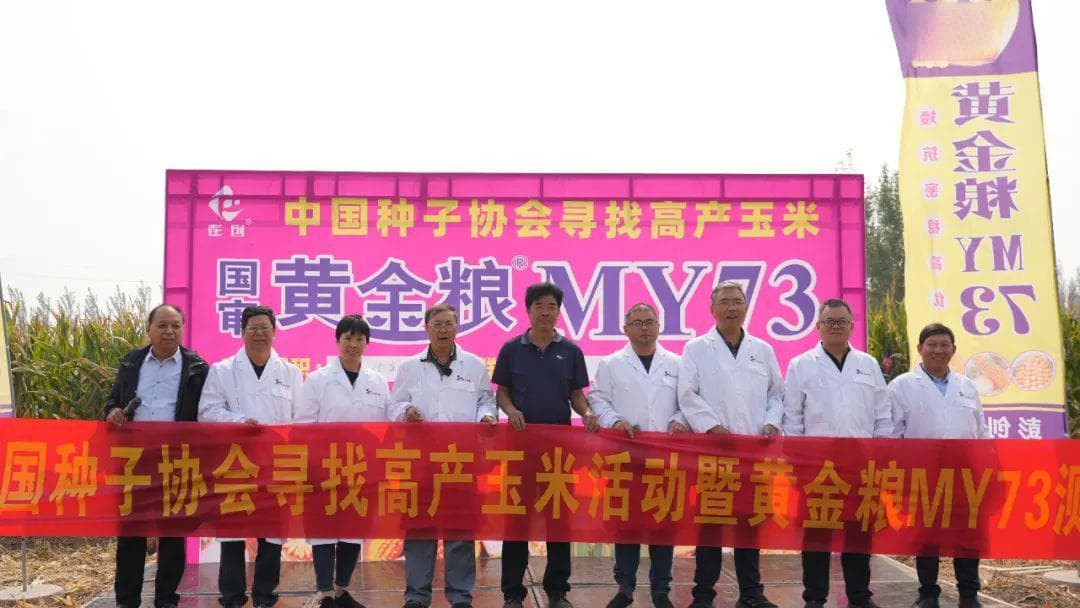 2108.58斤/亩！直击黄金粮MY73中国种子协会寻找高产玉米实打验收现场