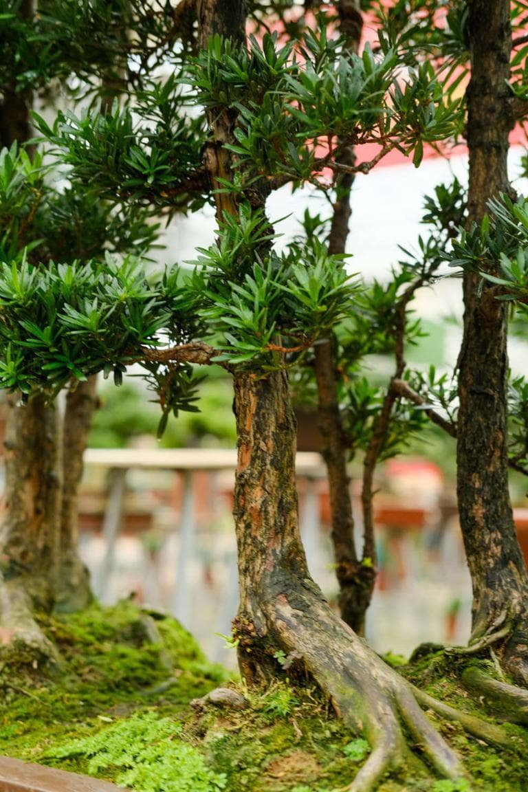 庭院种树有讲究：8种吉祥树种提升家居风水