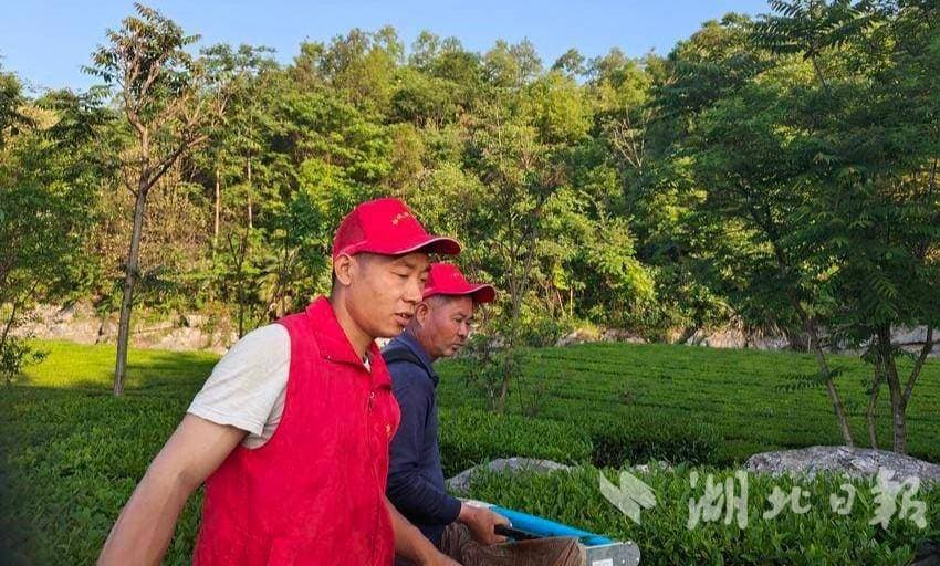 协诚农业服务队帮农采茶 助力乡村振兴