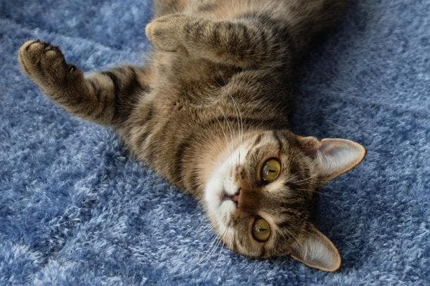 猫咪营养宝典：如何为爱猫提供均衡营养