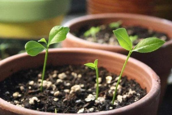 橘子籽的生长过程与种植方法详解