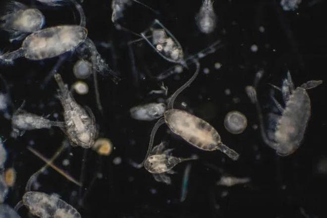 小小浮游生物，为何对于虾塘产生深远影响？养殖高手根你揭露！