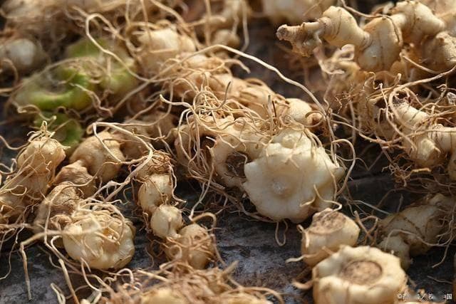 黄精的功效与食用指南：老年人养生保健的良方