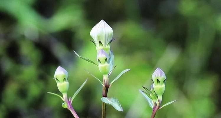 异花授粉植物的奥秘：独特生态行为与重要意义