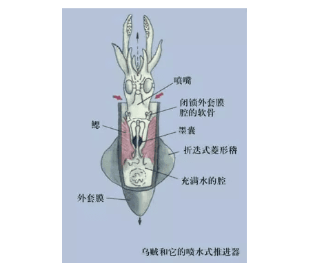 墨鱼的"黑汁"：营养价值与应用全解析