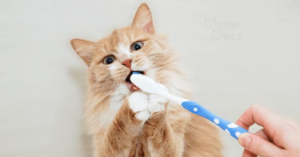 猫咪牙齿小知识：它们其实不会蛀牙，3个刷牙技巧带你看