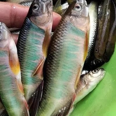 马口鱼：一种独特的淡水鱼类