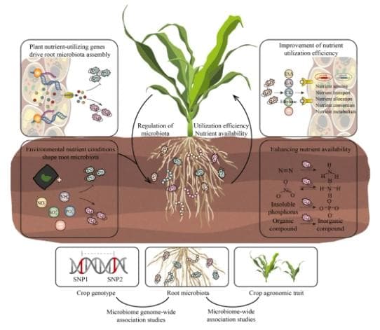 根际微生物组在植物养分利用中的作用
