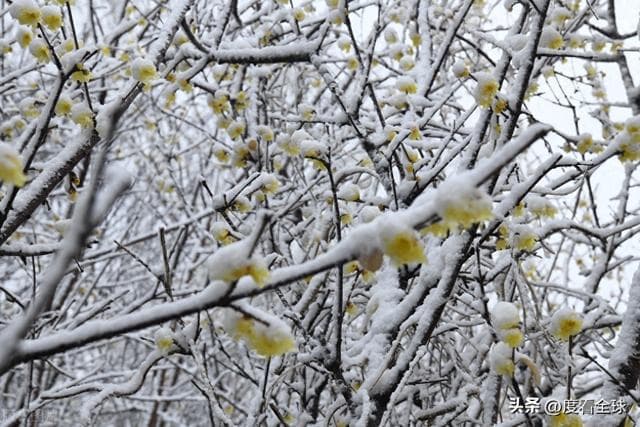 广平春雪：一场春雪与红梅的浪漫邂逅