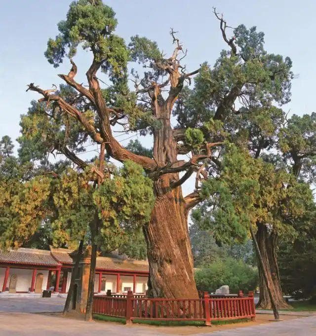 中国 5000 年以上古树名木有5株，全部在陕西，均得到妥善保护
