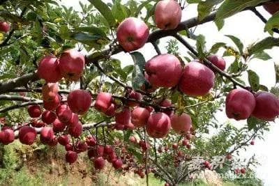 花牛苹果：西北最大苹果生产基地的地理标志保护产品
