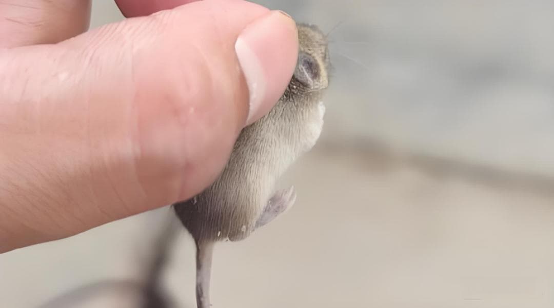 北方老鼠一捏就死，南方老鼠和猫干仗！为何南北老鼠差异那么大？