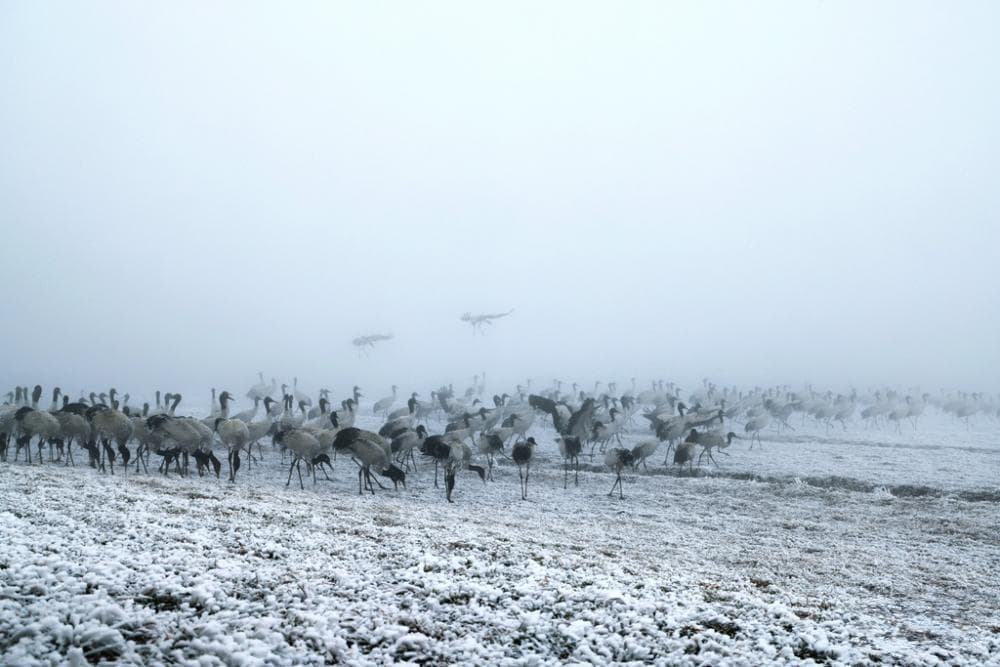 黑颈鹤在昭通大山包冰雪中绘就生态美景