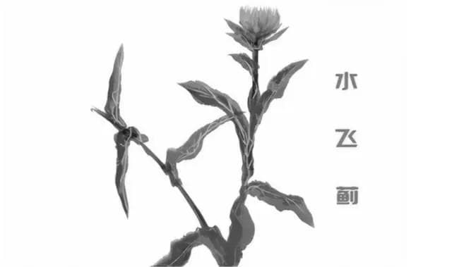 水飞蓟护肝片的成分分析：水飞蓟宾与水飞蓟素的区别