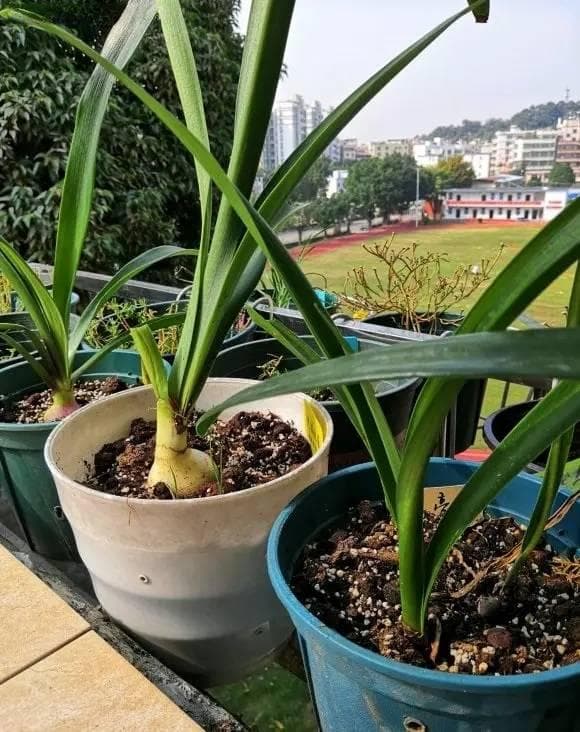 冬天种朱顶红，种球不会腐烂！气温低，照样可以发根！