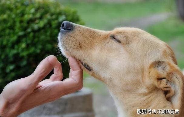 狗狗这几个地方，不是什么人都能摸，除非它很信任你