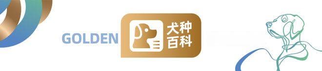 百科 | 巨型雪纳瑞，超飒的“暗夜汪爵”！