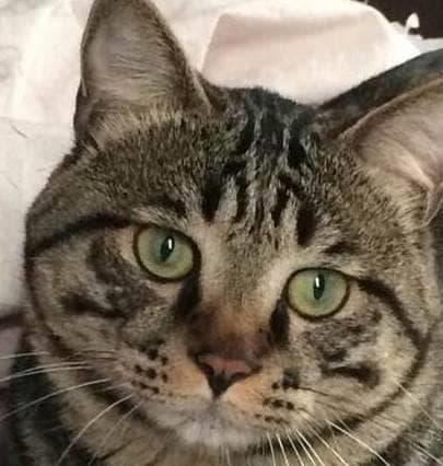 科学喂养，关注猫咪健康，细节决定成败。