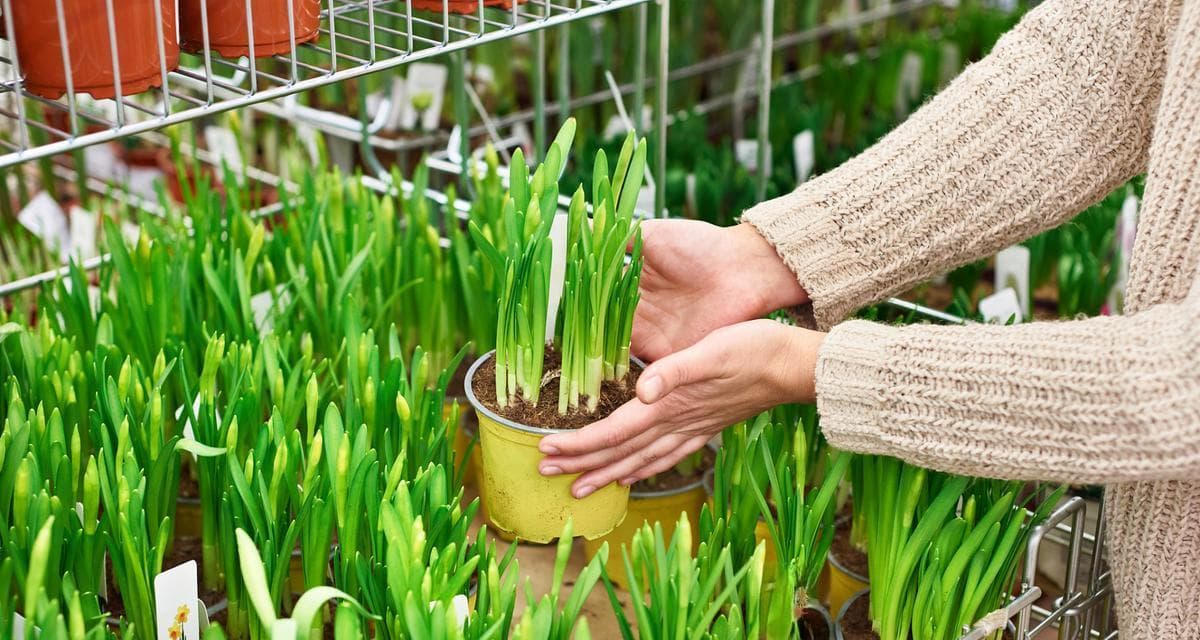 韭菜种植时间详解：一年四季何时种植最好？