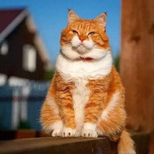 橘猫太胖了？别担心，这些方法恢复正常体重！
