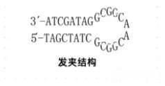 PCR实验成功的关键：8个引物设计原则详解