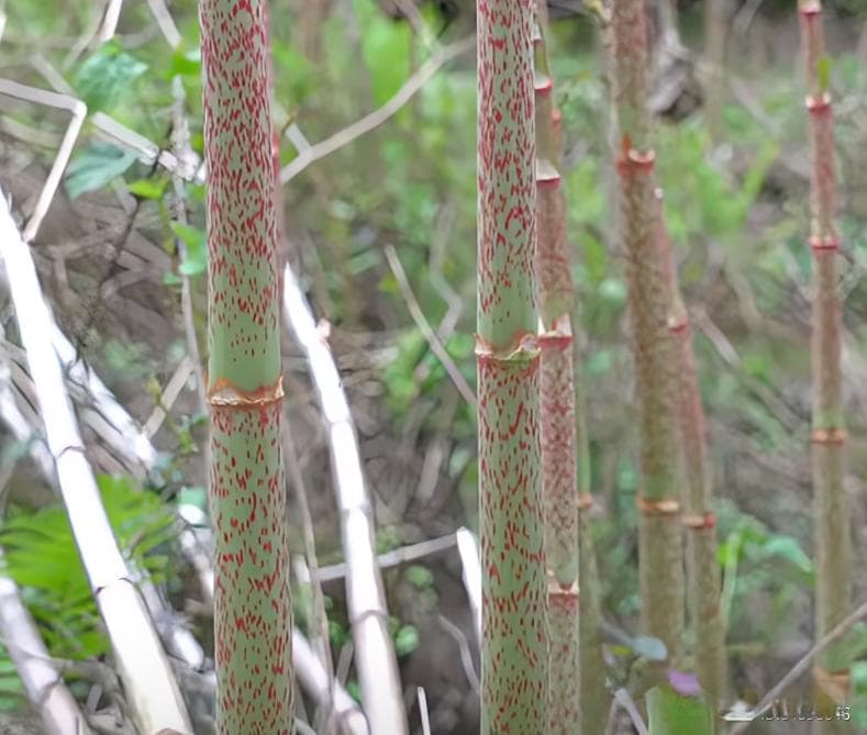 这植物杆酸溜溜的，俗称“酸筒杆”，儿时当零食吃，20元1斤，遇到请重视！
