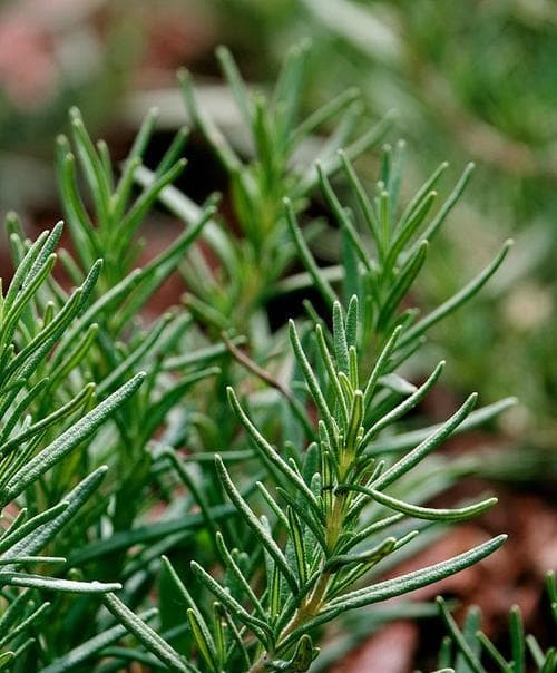 代表爱情的植物：15种植物你知道几个？