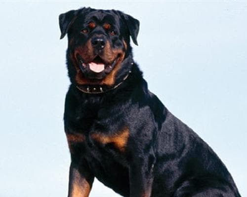 罗威纳犬是否适合家庭饲养？全方位解析其特点与适应性