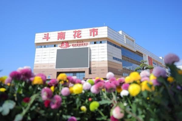 2024年斗南花卉交易量超140亿枝，从"一枝剑兰"到"一片花海"