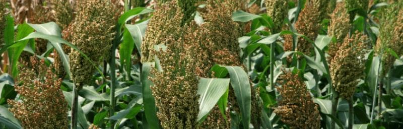高粱种植技术全攻略：从播种到收获的十二个关键环节