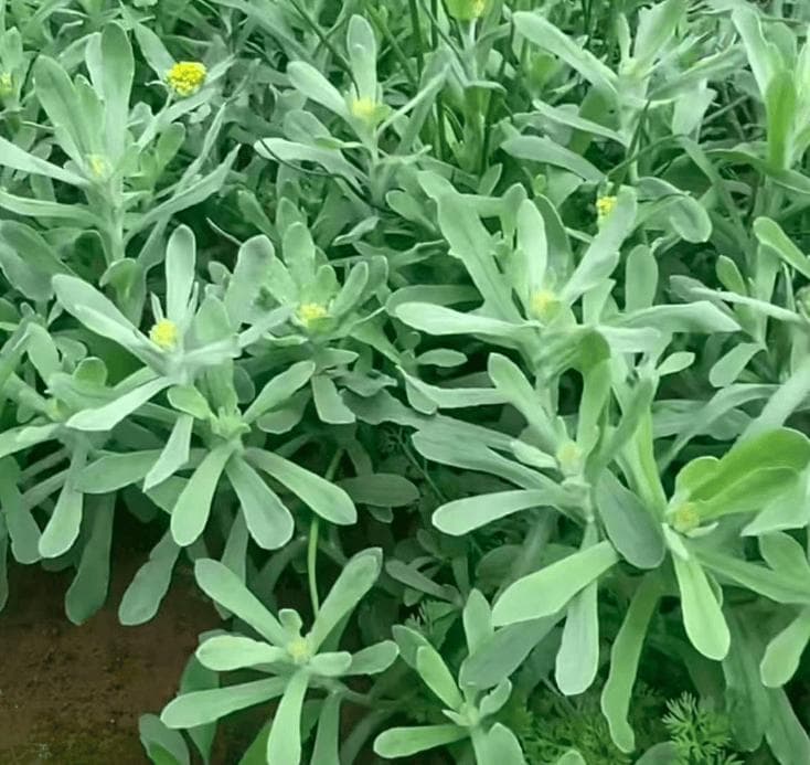 四月，这菜使劲吃，一除湿、二清热、三明目，鲜嫩当季，不懂可惜