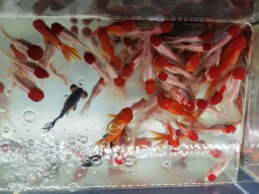 小型观赏鱼的初级饲养指南