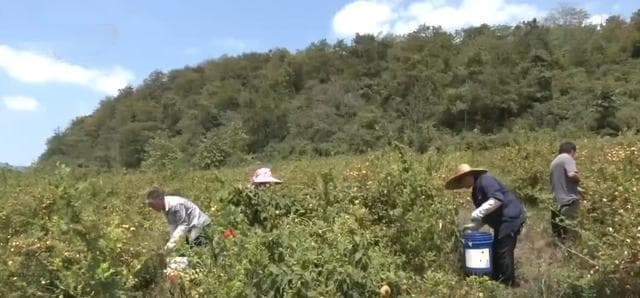 河南安阳滑县2.6万余亩玉露香梨迎丰收