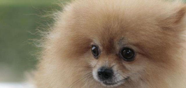 博美犬咳嗽的原因及治疗方法