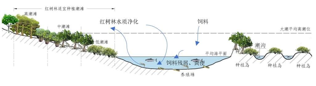 广东创新红树林保护模式，实现生态修复与养殖双赢