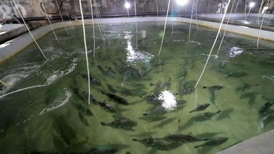 威海绿鳍马面鲀高产品系选育阶段性验收成功