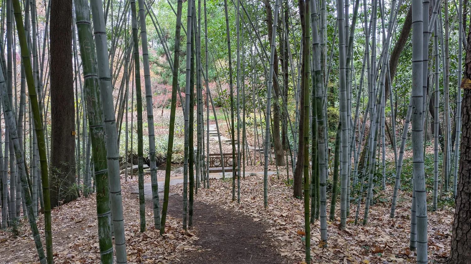 秋冬打卡宜兴竹海：太湖第一源的生态秘境