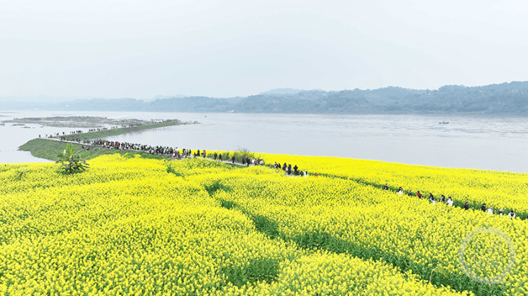 重庆永川：长江油菜花海催生“美丽经济”
