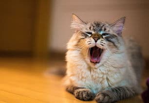 猫咪便秘原因及解决攻略