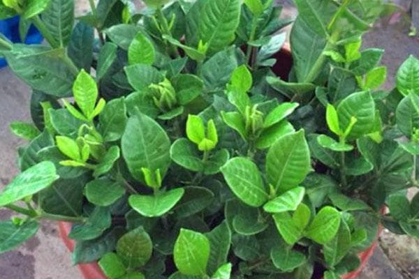 栀子花喜欢阳光还是阴凉？