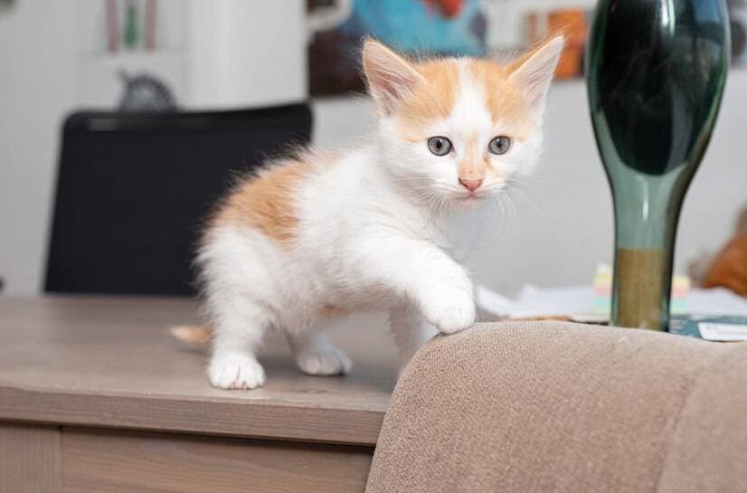 孕期猫咪饮食指南：八大要点确保母子健康