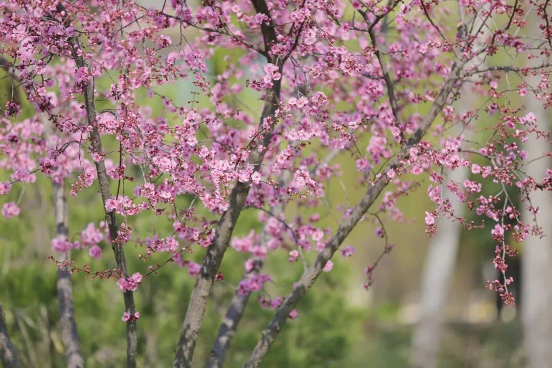 咸阳湖“繁花”已上线！这份赏花时间表请收好→