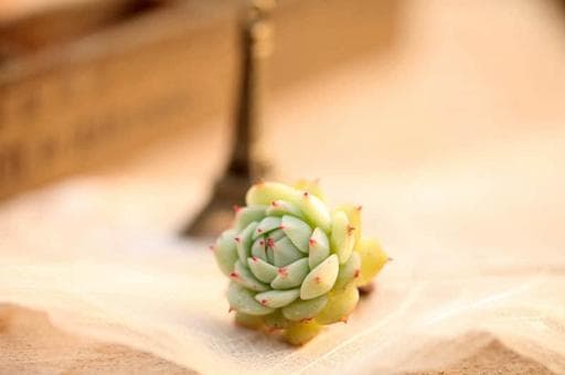 香菜的副作用与禁忌