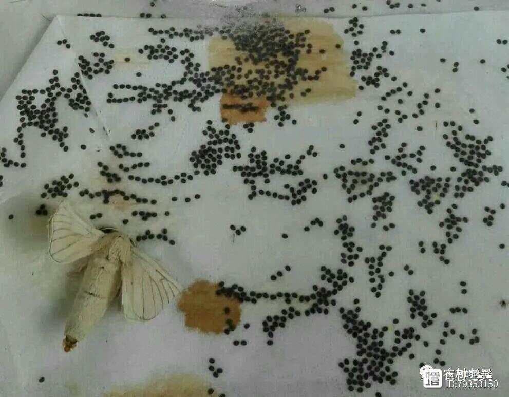 蚕卵孵化需要什么条件？还需要知道哪些注意事项？