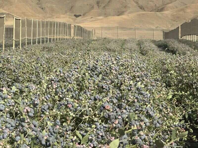 蚯蚓粪：土壤健康和植物发育的可持续解决方案