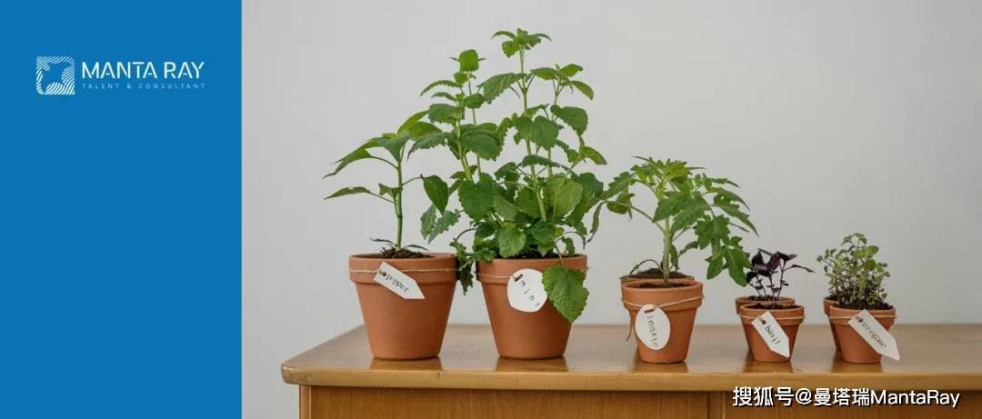 化学改性助力木质素，迈向高性能生物基材料