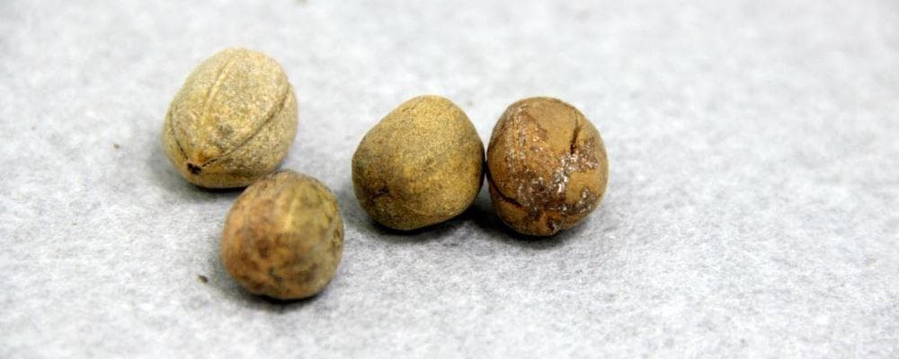 巴豆的功效与作用：从传统应用到现代研究
