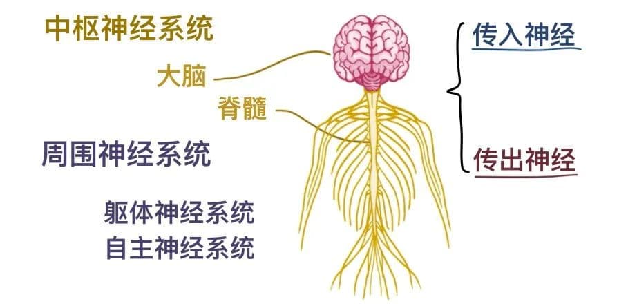 医学科普 | 认识我们的神经系统