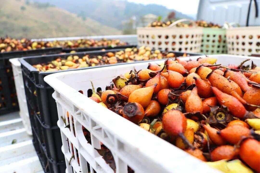 金樱子：秋季成熟的野果，全身带刺，泡酒是一绝