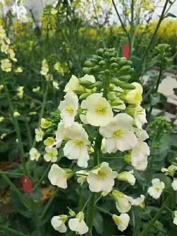 油菜花种植技术：从施肥到病虫害防治的全面指南